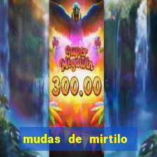 mudas de mirtilo em porto alegre